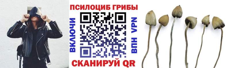 KRAKEN как зайти  Муром  Галлюциногенные грибы Psilocybe 